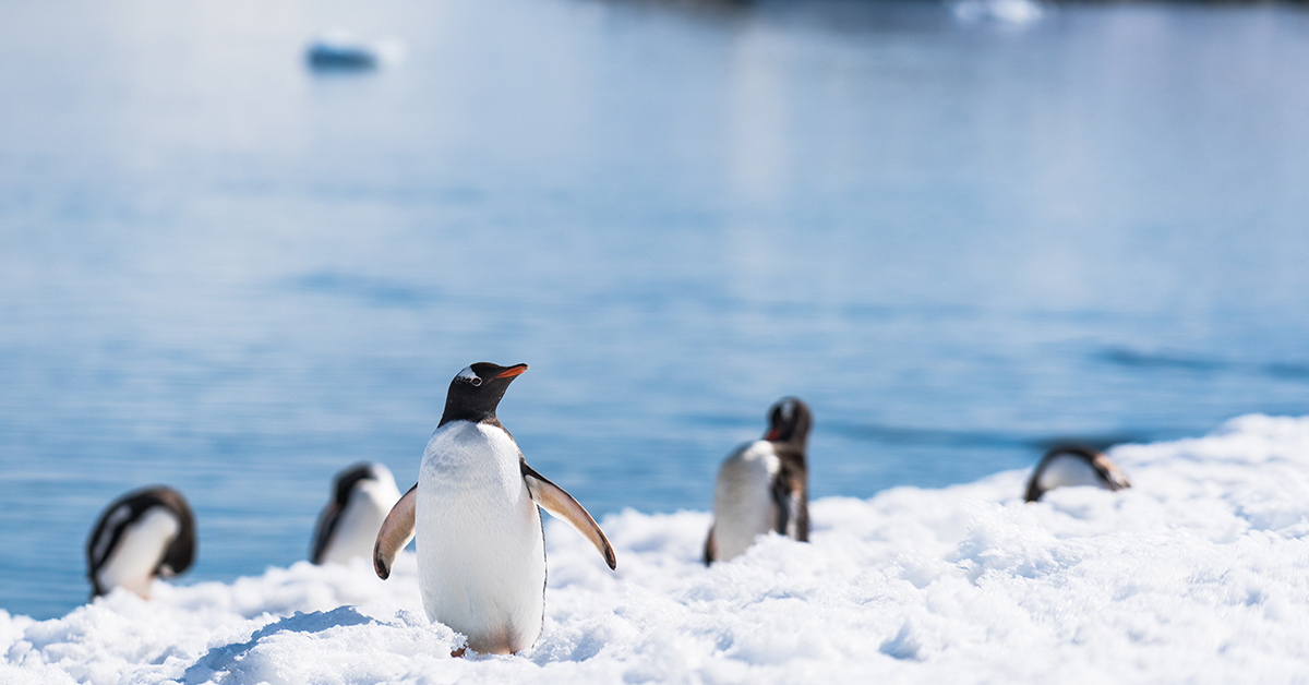 高雄｜南極+肯亞旅遊行程 (四人以上小型講座) 可提前預約
