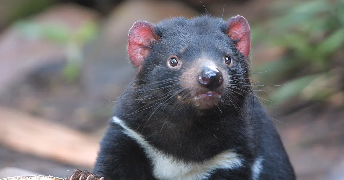 台北｜動物大遷徙+塔斯馬尼亞 旅遊講座