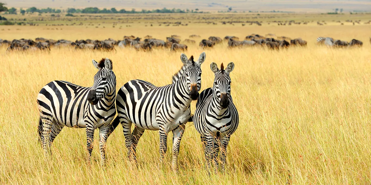 台北｜動物大遷徙 旅遊講座